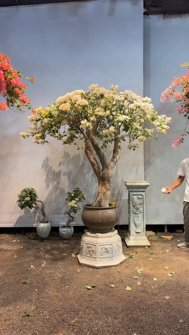 全部花朵理****朵三角梅17