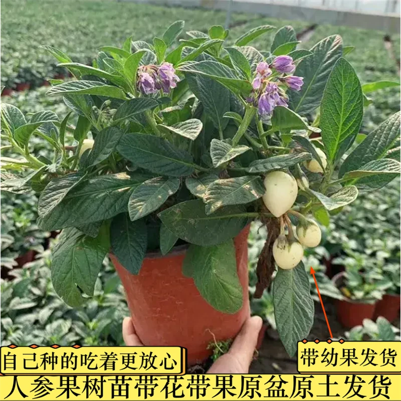 【带果人参果苗盆栽】室内阳台庭院地栽可食用南北方种植水果树苗