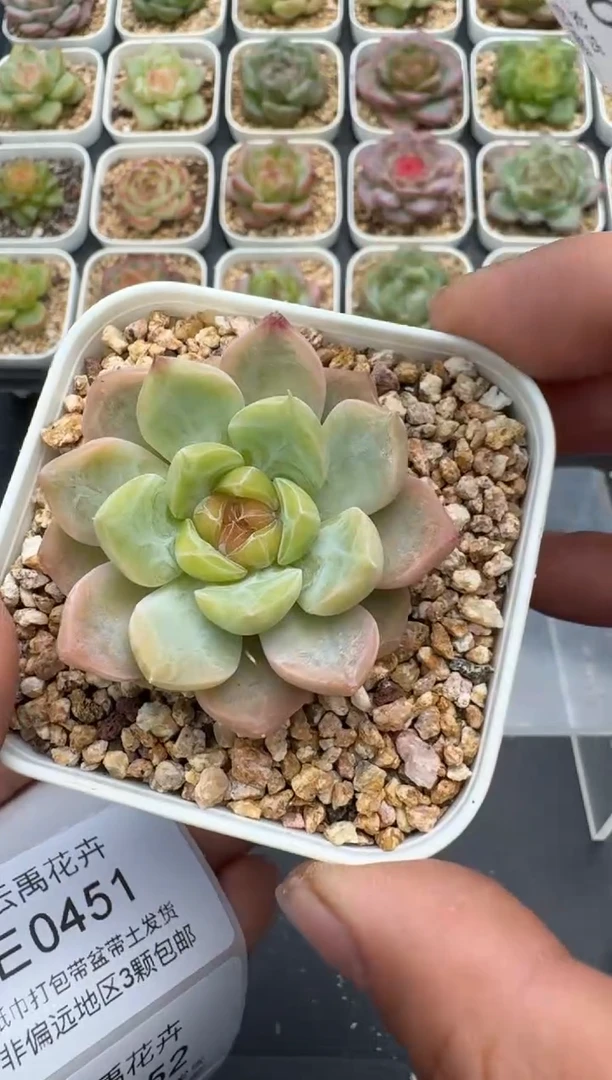 450E云禹多肉植物 带盆土纸巾打包 3颗包邮