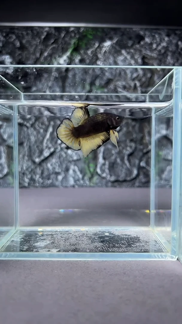 斗鱼竞拍链接A018