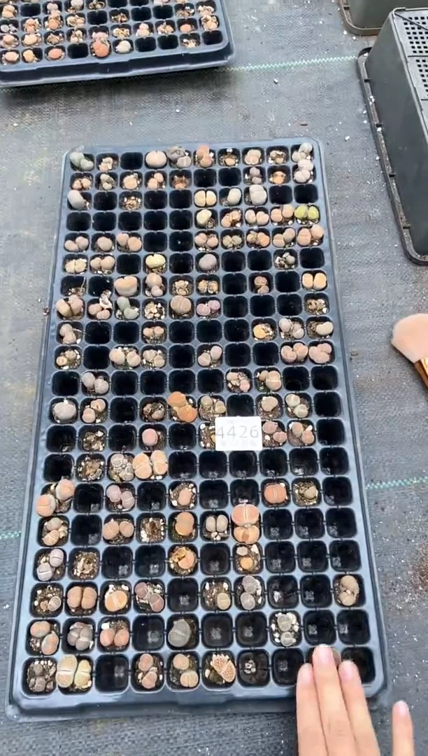 4426特价穴盘混合有疤瑕疵带土不带盘发货1盘