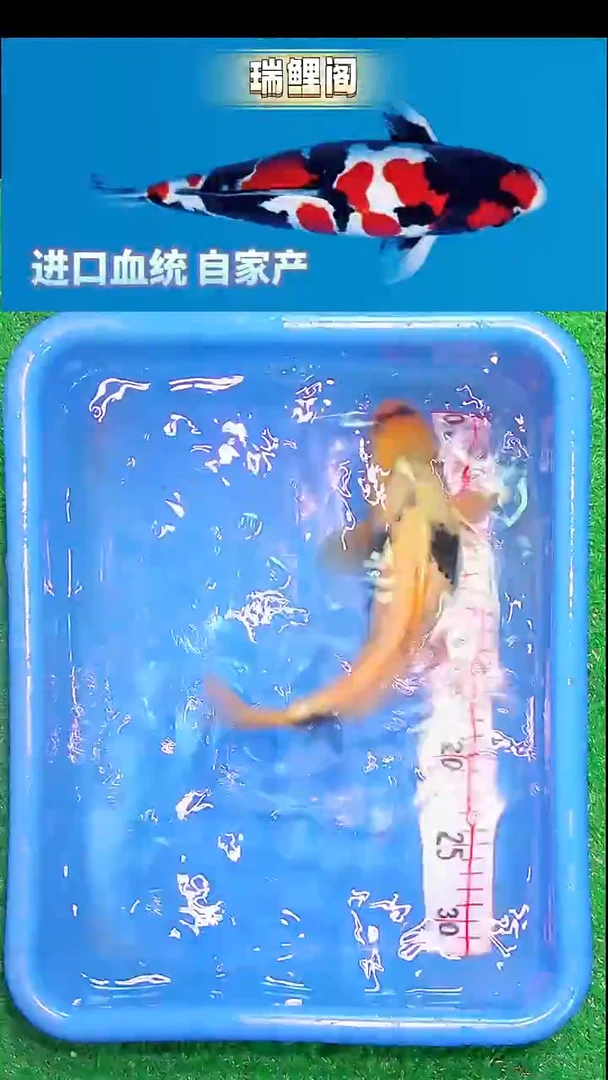 锦鲤瑞鲤阁精选--45