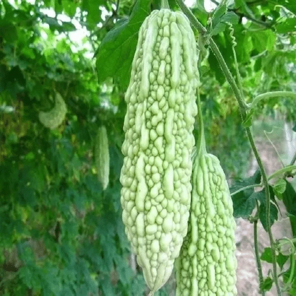 （顺丰包邮）贵州高山苦瓜农家青苦瓜当季新鲜蔬菜