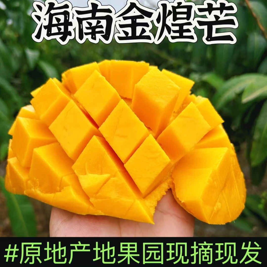 海南三亚南田金煌芒果园直发京东包邮