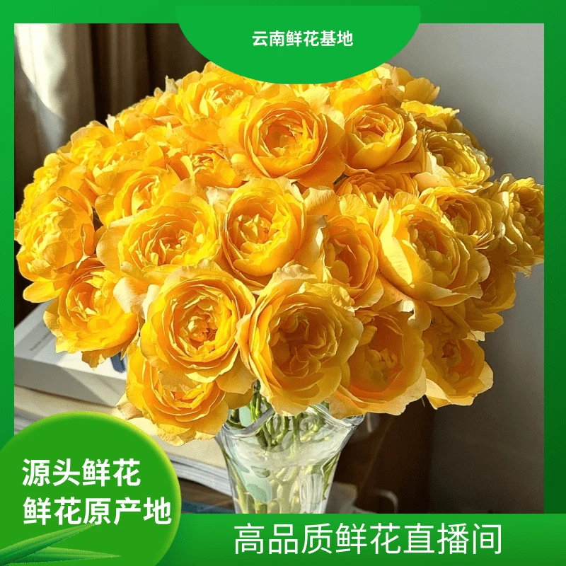 颜花【橙汁阳台多头玫瑰】云南鲜花基地直发