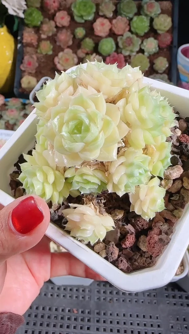 1119-112群生不包整