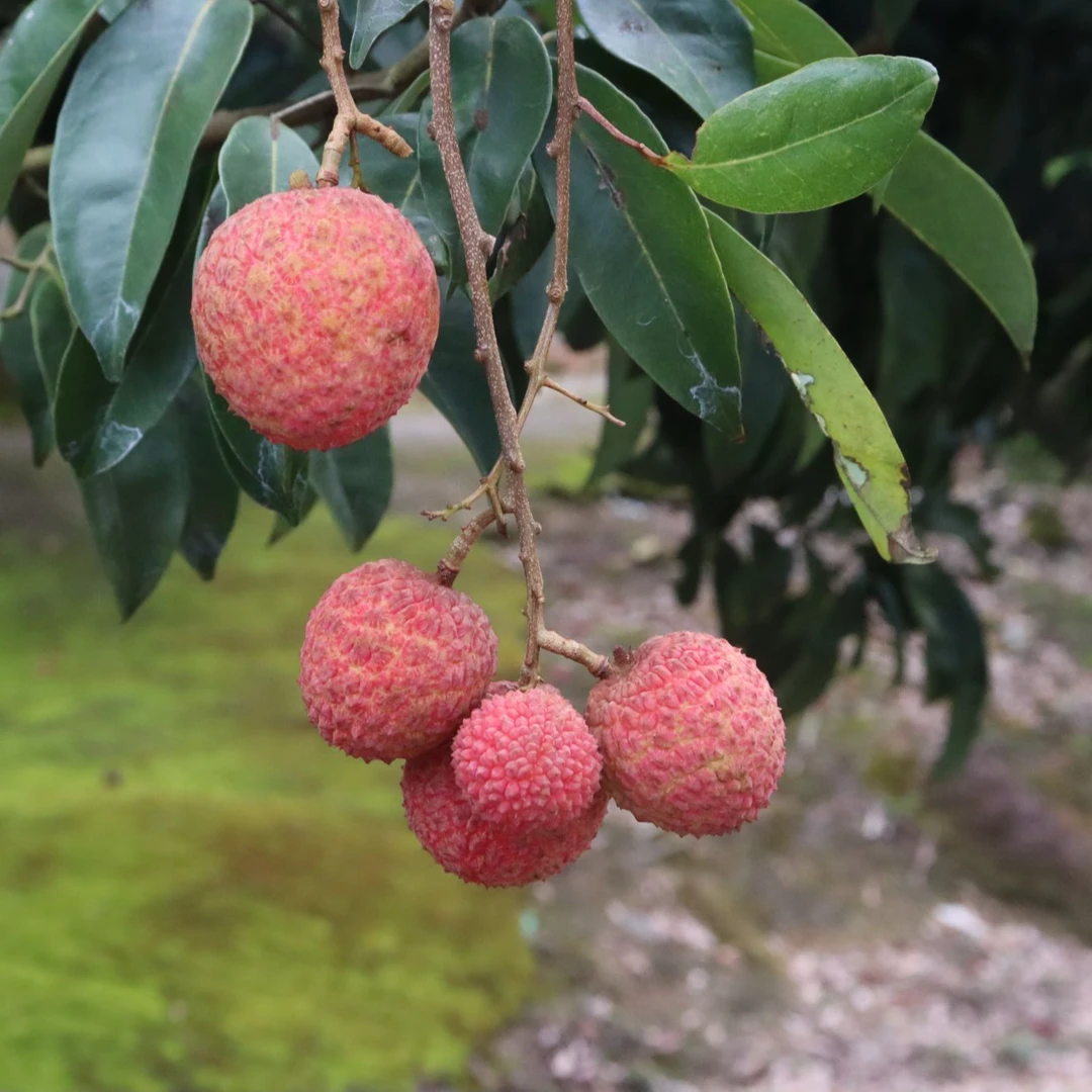 桂味 10斤（省内拍）