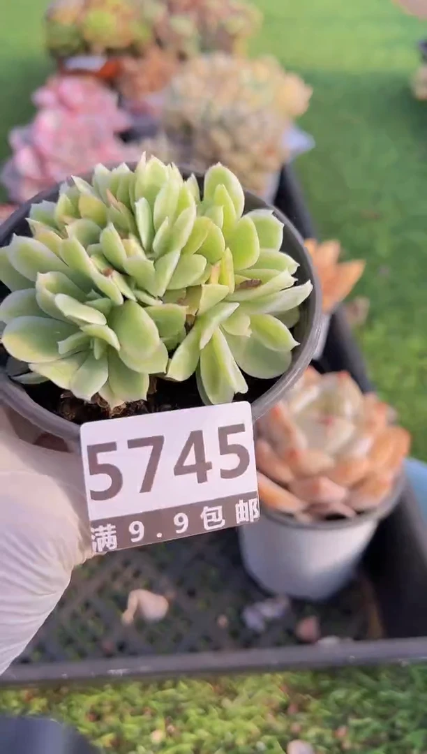 【闪购商品】信福多肉一物一拍