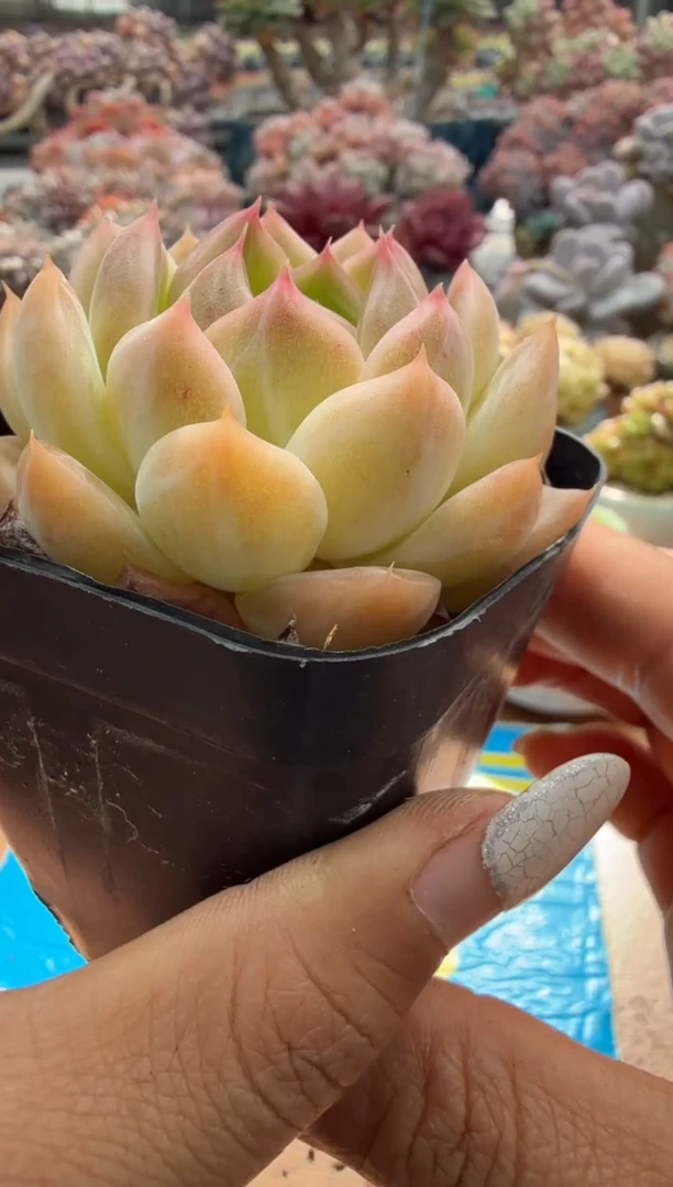 东云多肉园二店-278