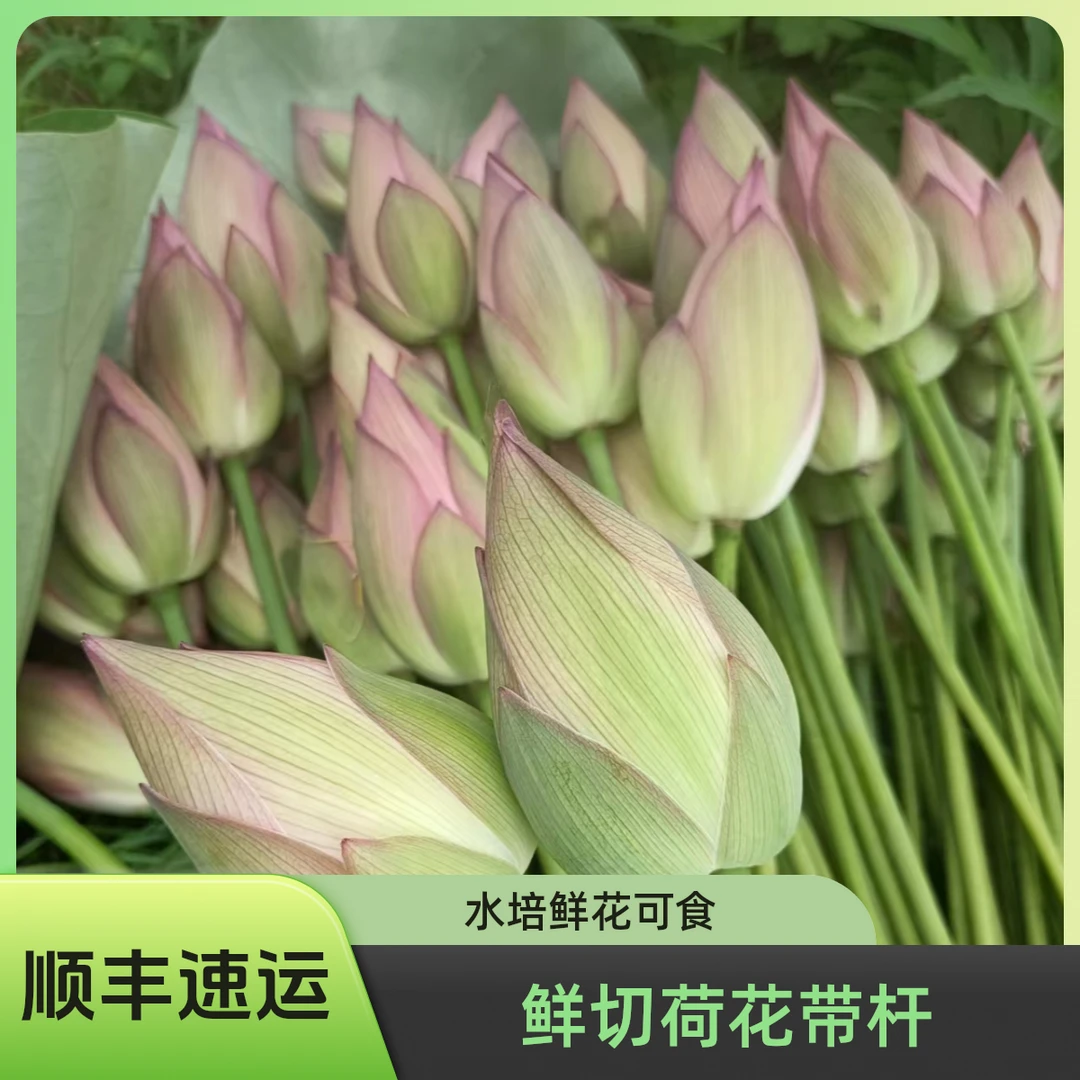 【顺丰速运】鲜切荷花新鲜带杆莲花水培禅意观赏可食用花苞现采现发