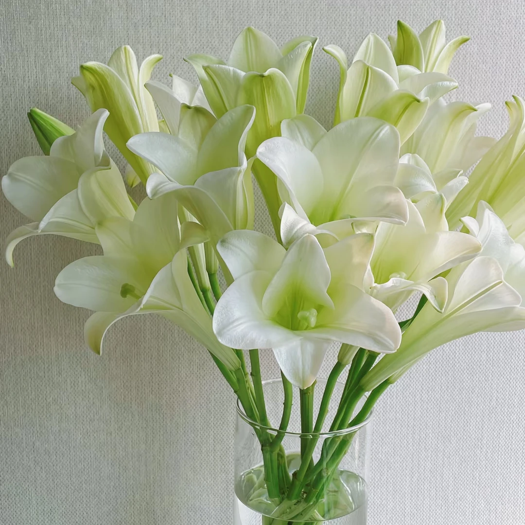 云南直发白色铁炮百合鲜花香水百合花束