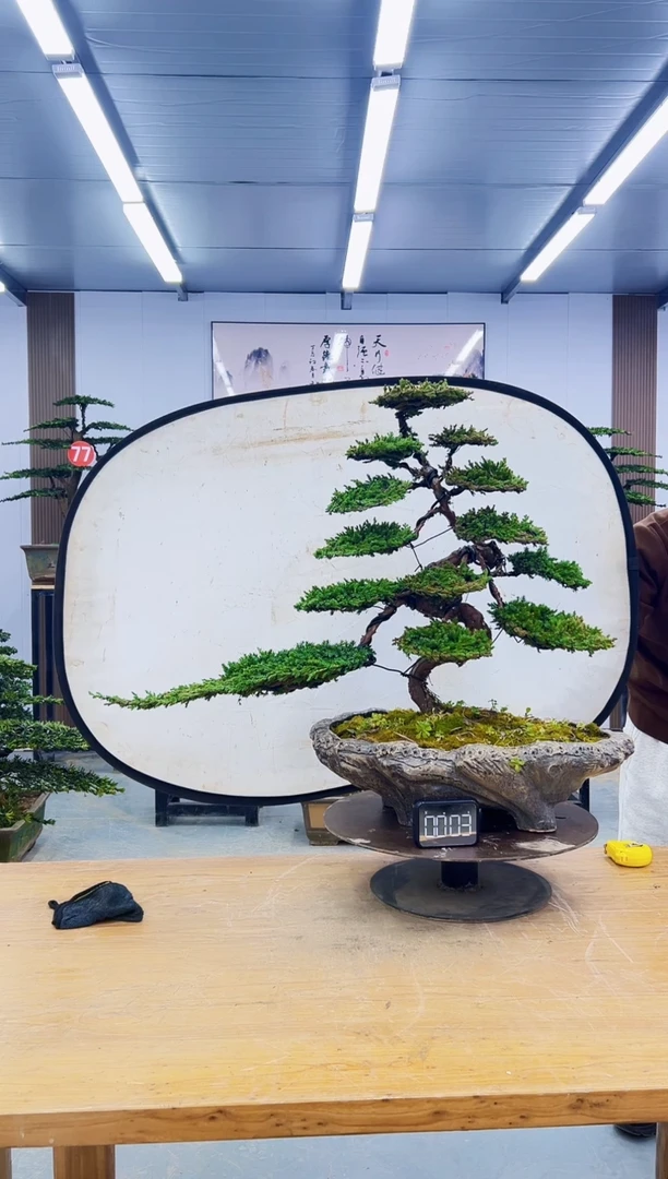 无花朵00000000000000000