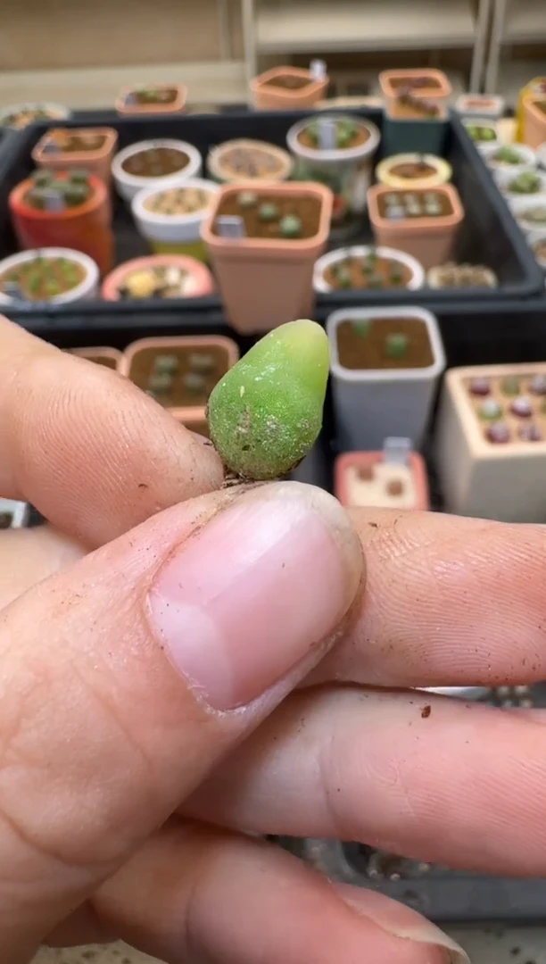 【闪购商品】3-221