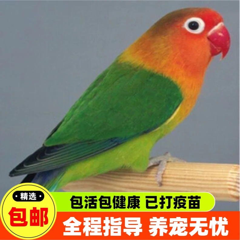 【精品】牡丹爱情鸟鹦鹉活体牡丹鹦鹉红嘴绿身爱情鸟活体专线