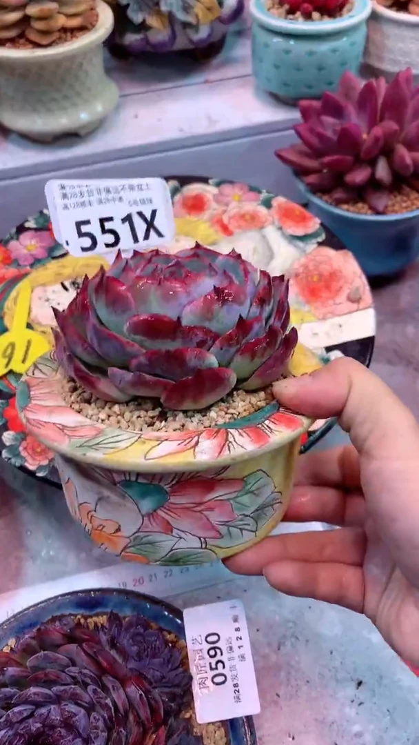 d****m551X（一物一拍实付满28发货，默认不带盆土）