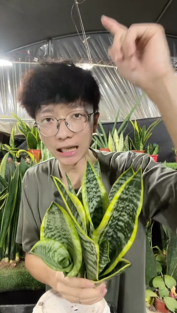 矮脚金边裸根4棵9.9