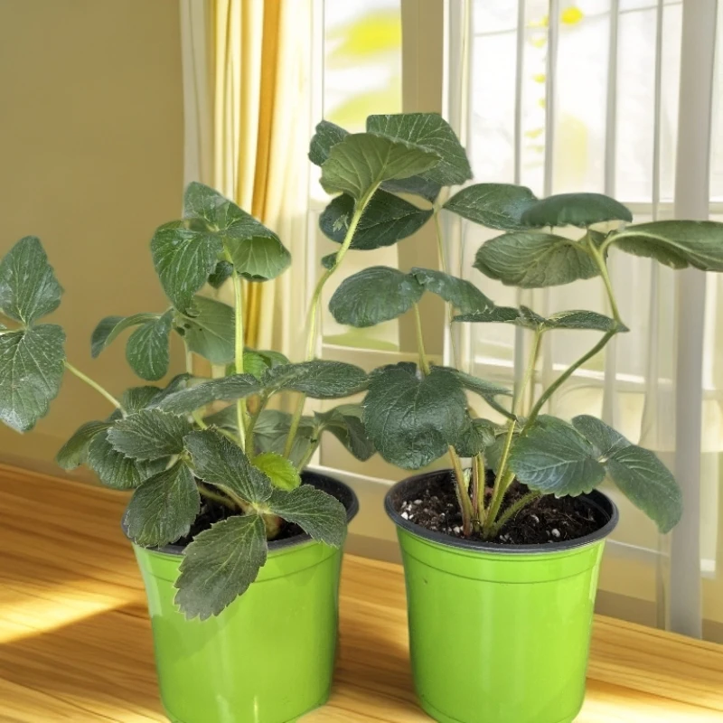 【买二送一草莓苗带盆大全】奶油草莓粉草莓白草莓黑草莓苗阳台庭院