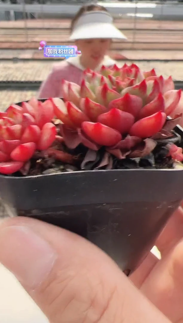 【闪购商品】新款多肉-22