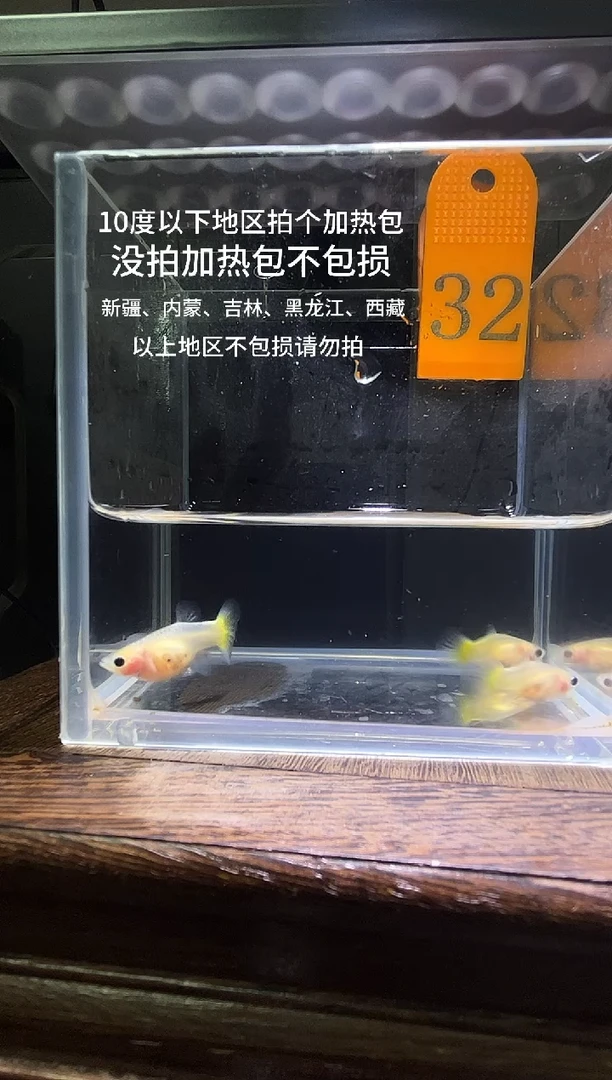 孔雀鱼黄金玻璃普通32