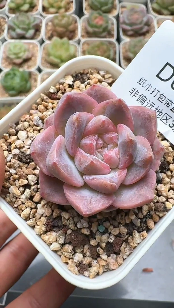 548D云禹多肉植物 带盆土纸巾打包 3颗包邮