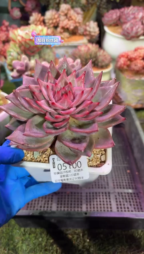 【闪购商品】05100