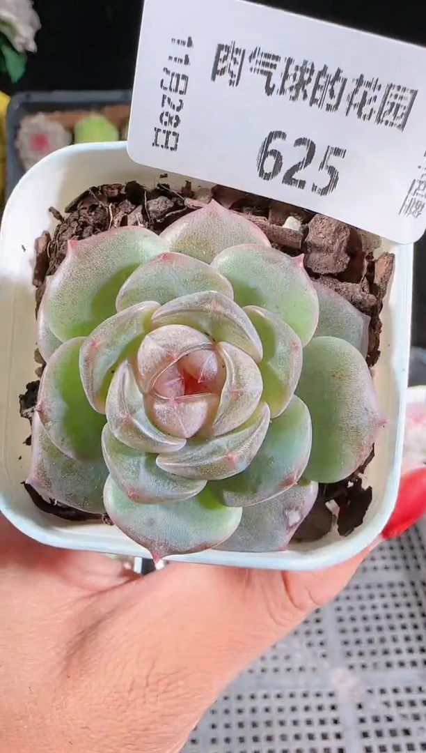 多肉1128-625暗香群生不包整