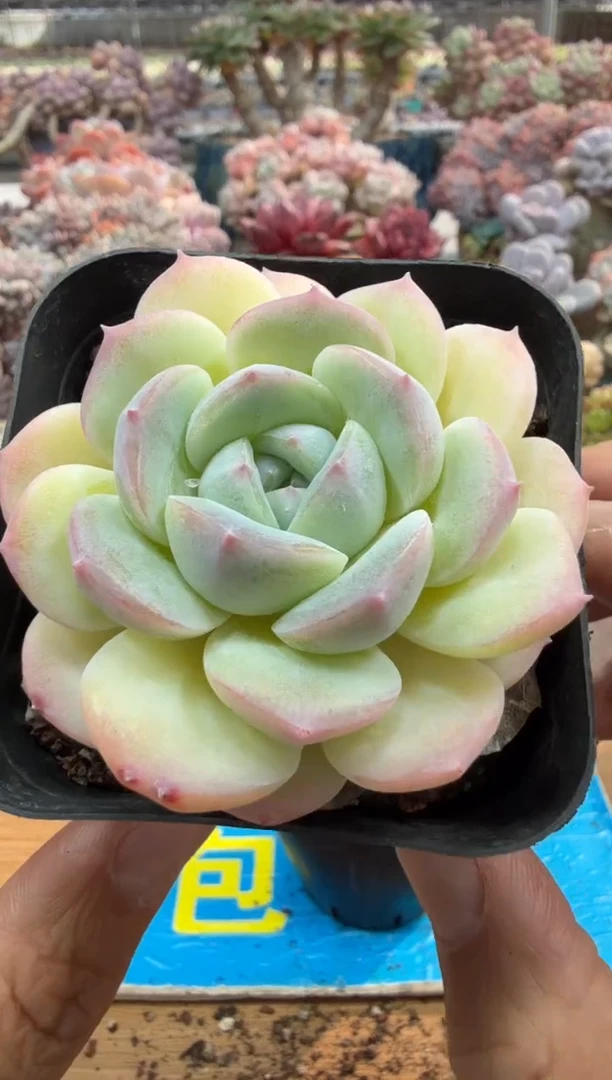 东云多肉园二店-501