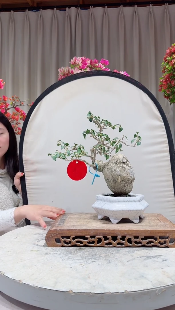 【闪购商品】盆景小叶紫