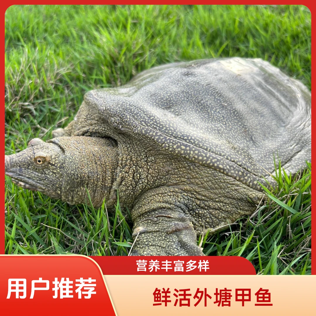 鲜活外塘青背老甲鱼 包活到家