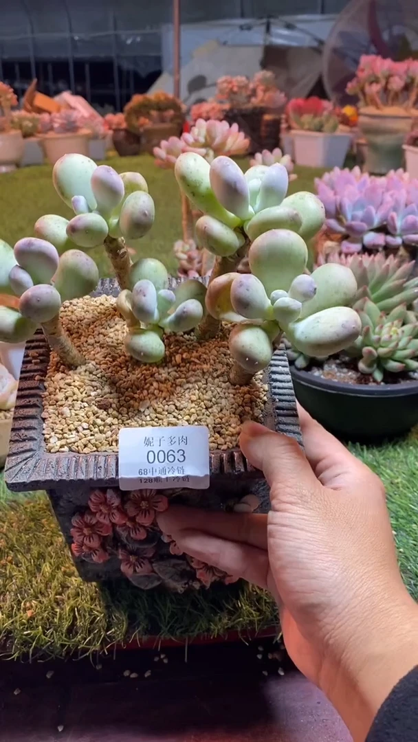 0063《满28包邮发货》