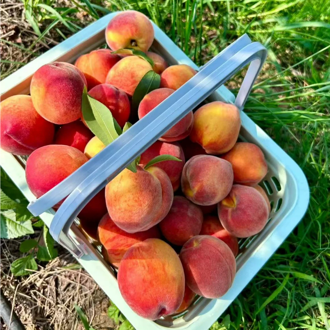 黄桃味雪糕小果赛博亲摘10斤