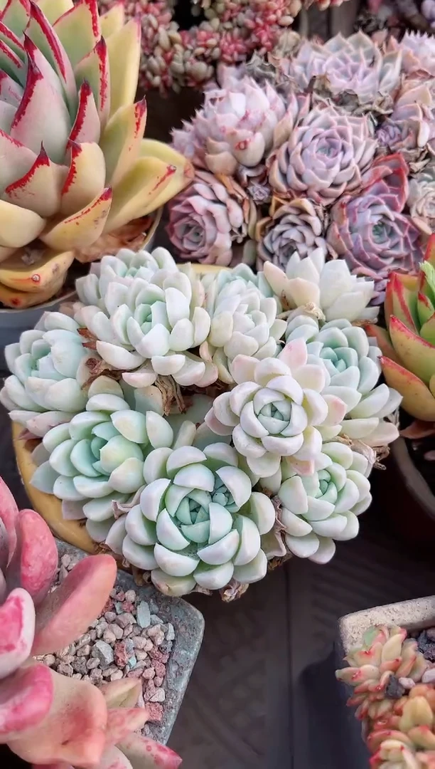 【闪购商品】10221