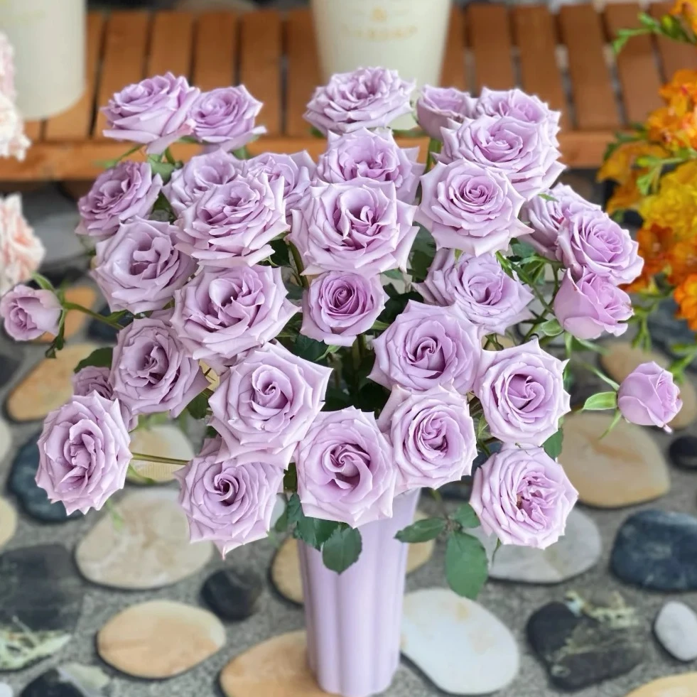 【九星蓝狐】紫色淡雅玫瑰    云南基地直发一单就包邮 鲜切玫瑰