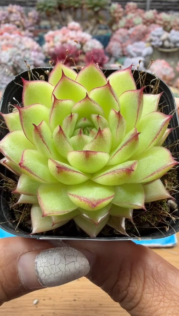 东云多肉园二店-48