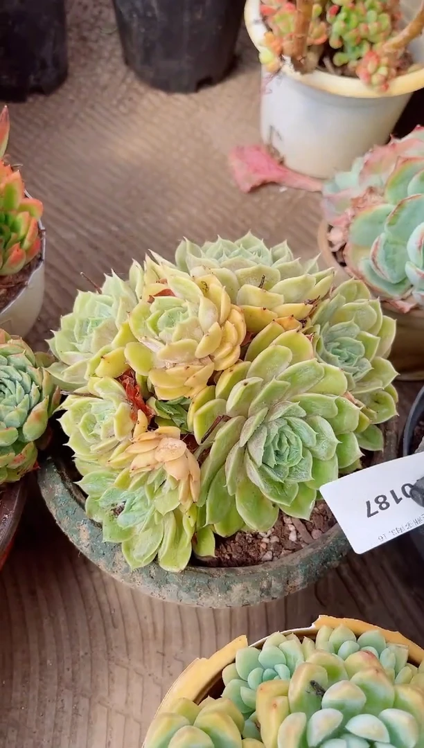 永****店多肉植物一物一拍10187