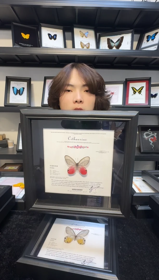 玻璃真实蝴蝶标本