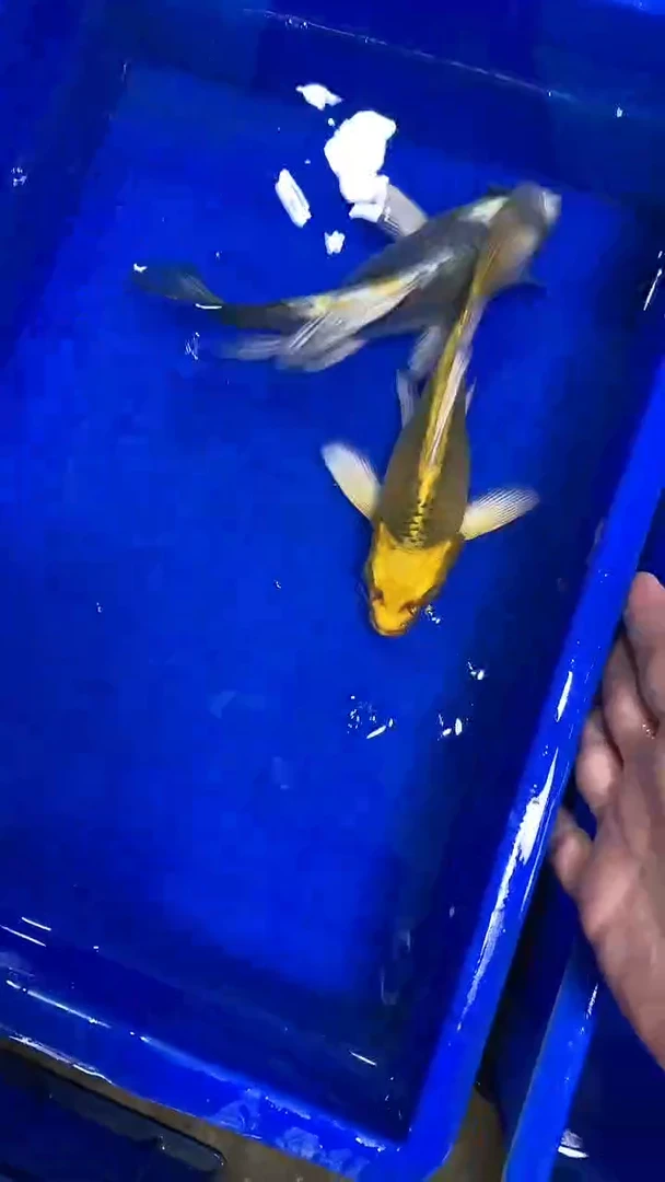 蝴蝶鲤蝴蝶鲤直播选鱼专用链接