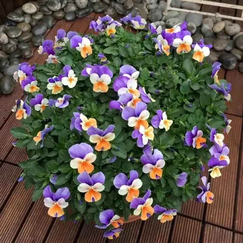 角堇盆栽阳台庭院耐寒花卉皱边三色堇猫脸花园植物角瑾花苗带花发