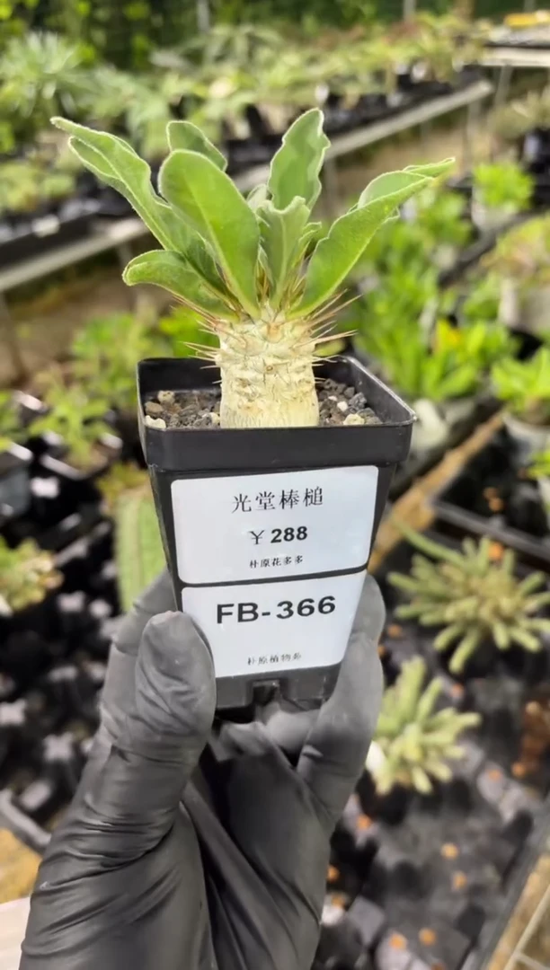 光堂棒槌FB-366