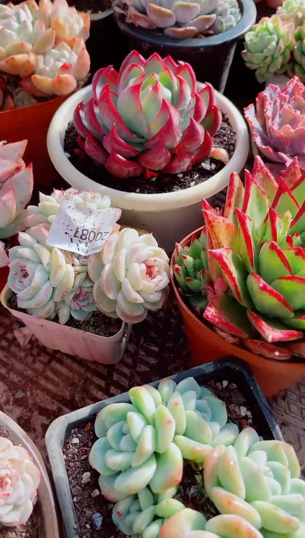 香****?跃跃精品多肉20081