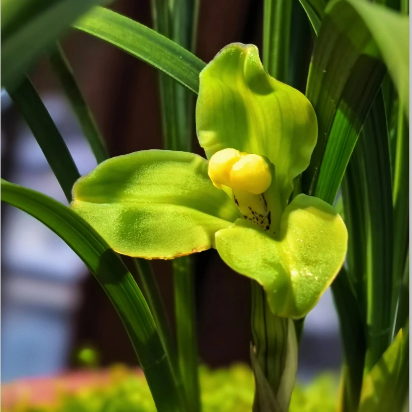 春兰老种【翠桃】红杆光绪年间选育一字肩