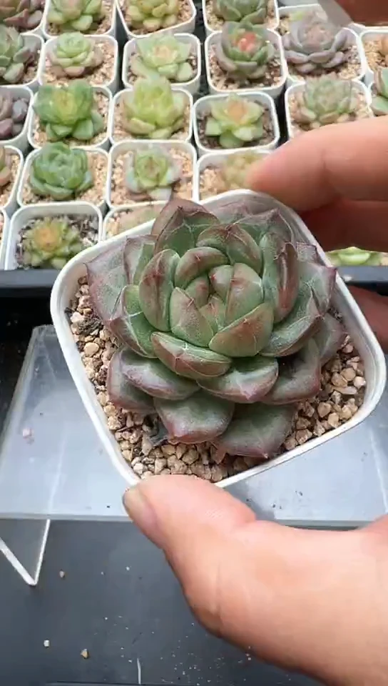 380F云禹多肉植物 默认脱土纸巾打包 3颗包邮
