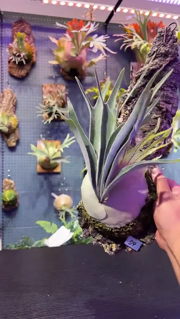 完全开放板植编号54 AR