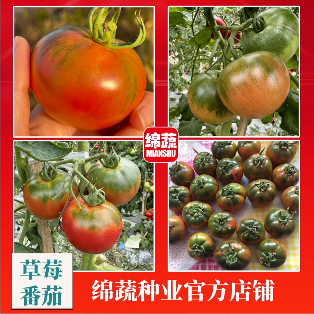 绵蔬【草莓番茄】酸酸甜甜草莓番茄口感番茄农家小院阳台都可以种植