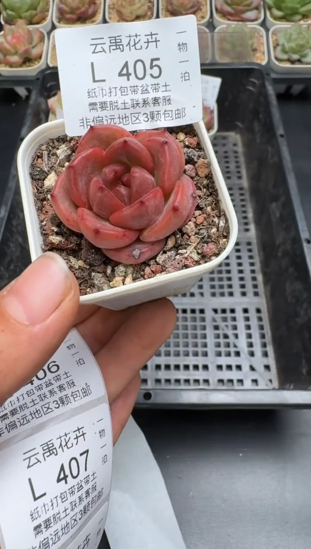 405L当天拍3颗包柚 带盆土纸巾打包 云禹花卉 珍妮多肉植物