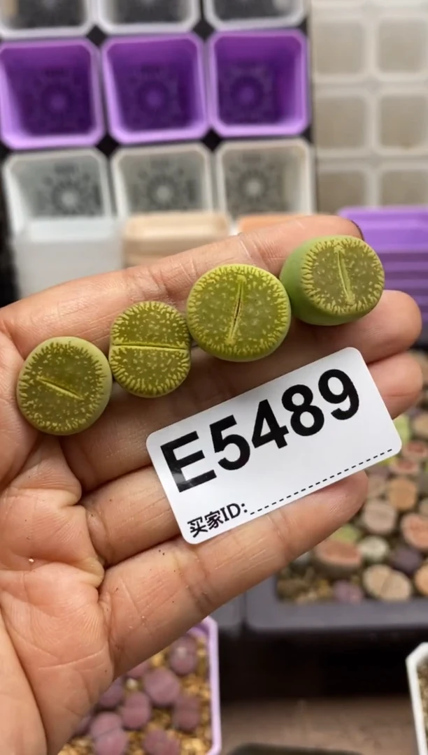 5489直播一物一拍