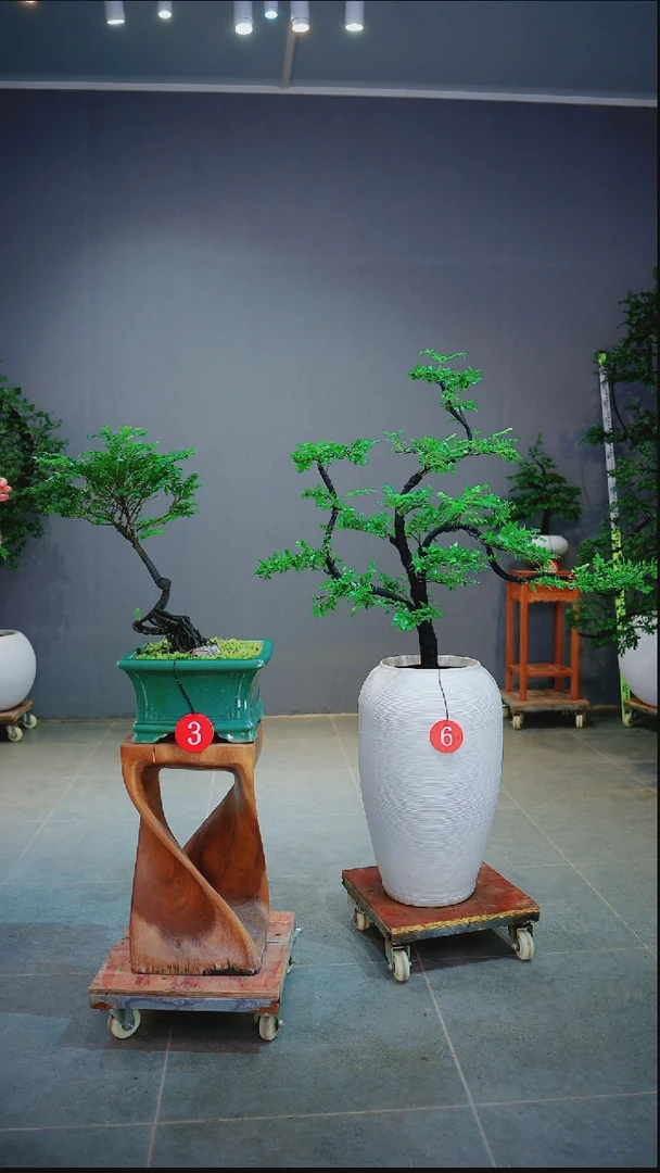 完全开放用****1一物一拍绿植