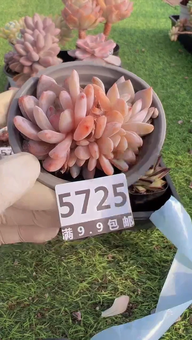 【闪购商品】信福多肉一物一拍