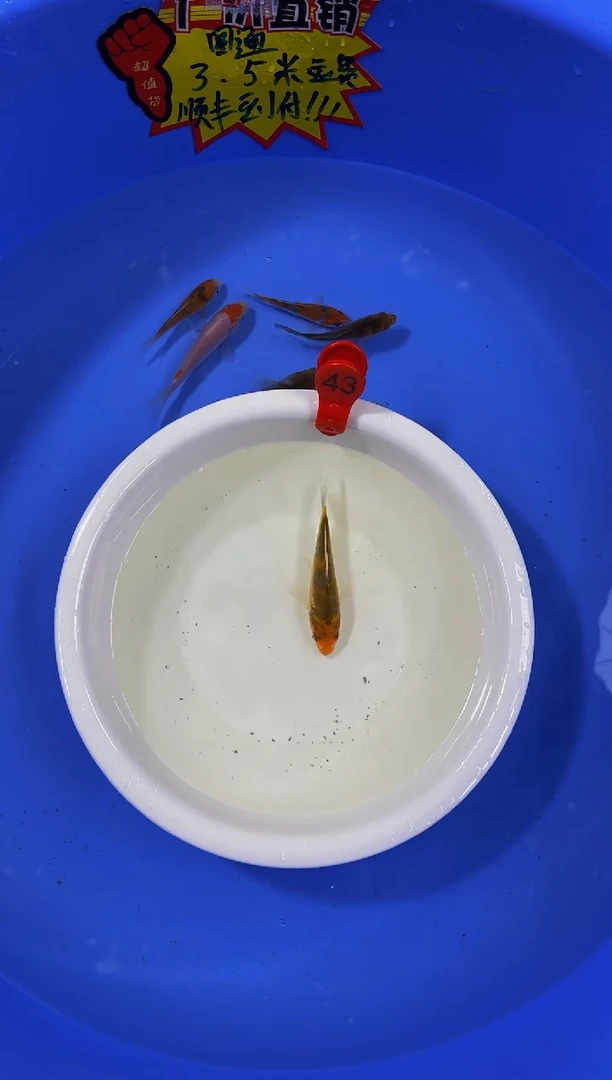锦鲤活体二号链接