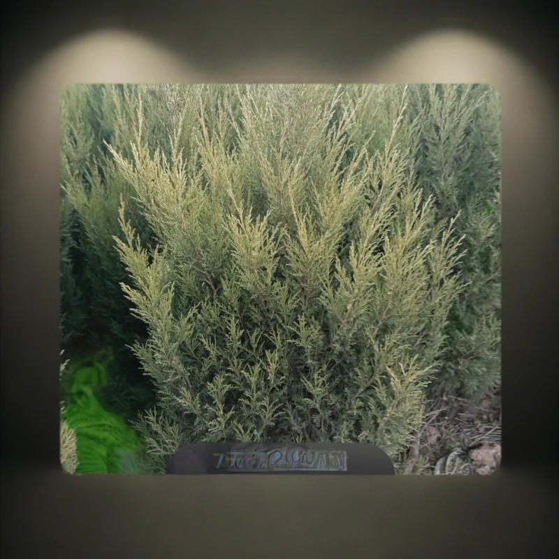 四季常青塔柏树苗松柏侧柏宝塔松绿化耐寒地栽